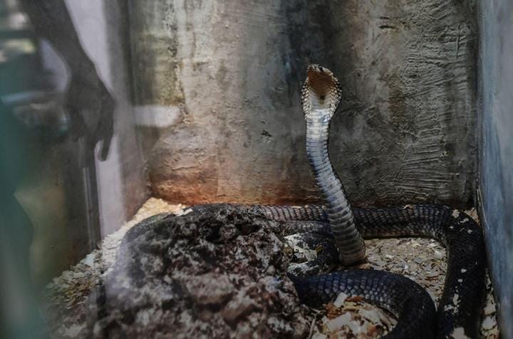 Snake Park